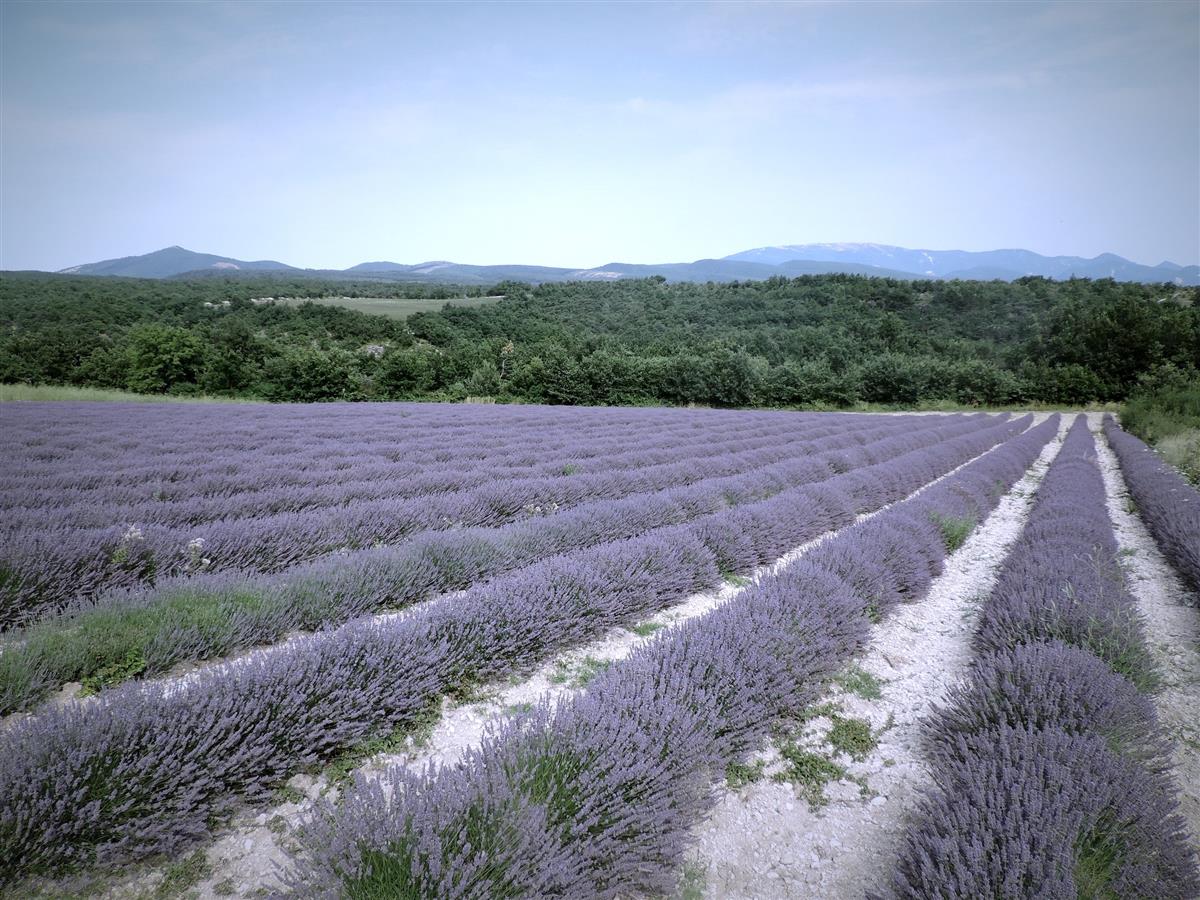 Provence: A Sensory Paradise of Purple and Gold