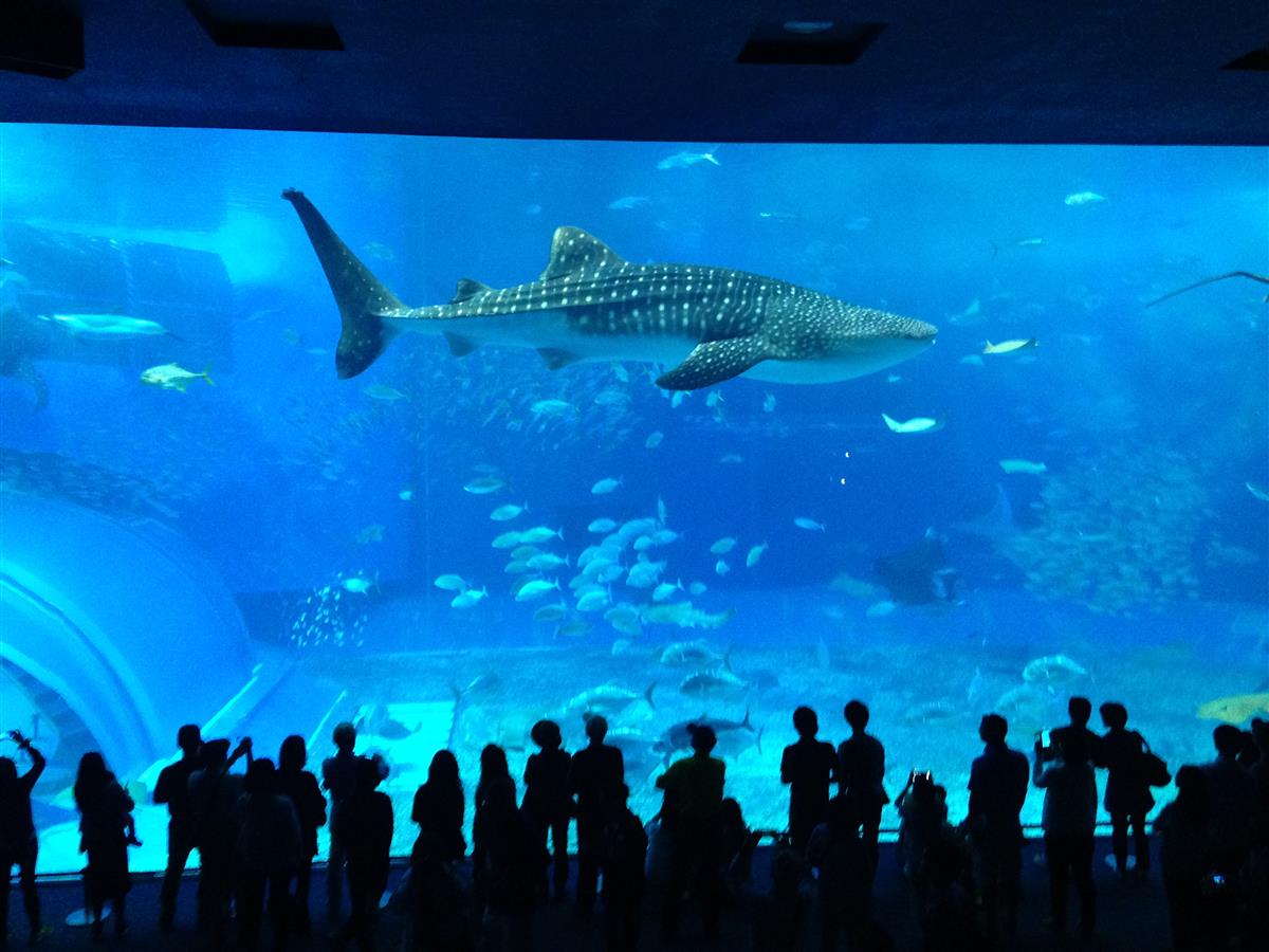 Okinawa Churaumi Aquarium: A Journey into the Deep